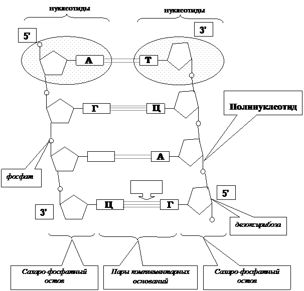 Структурная модель ДНК Дж. Уотсона и Ф. Крика