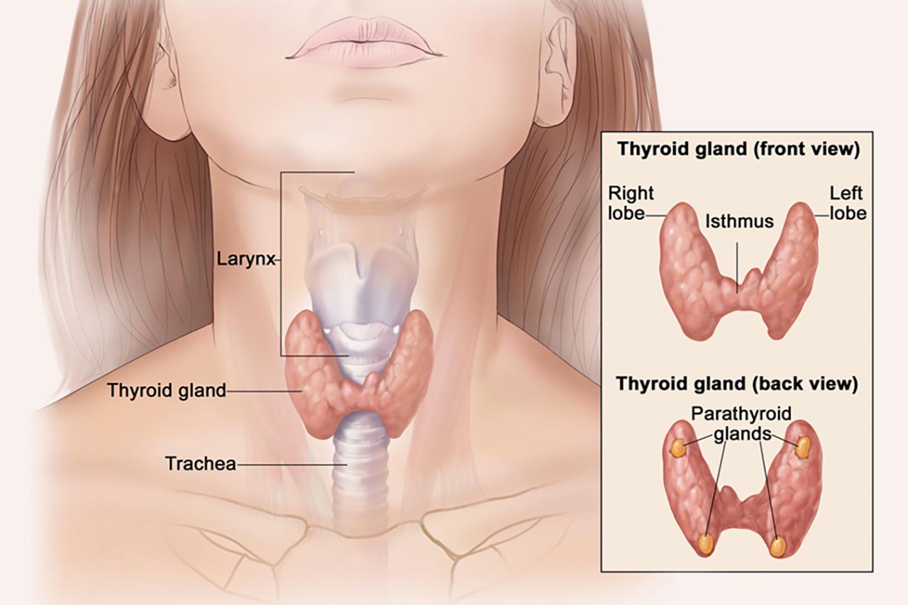 Cruciferas y tiroides