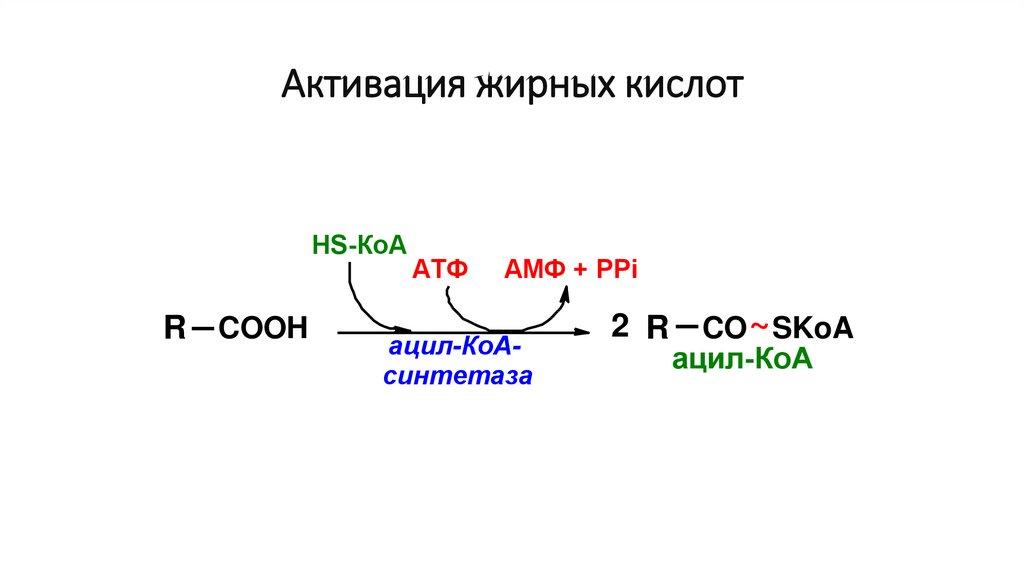 Ацетил коа в митохондриях. Реакции синтеза жира ацил-КОА.. Реакция активации жирной кислоты биохимия. Активация высших жирных кислот схема. Реакция активирования жирной кислоты.